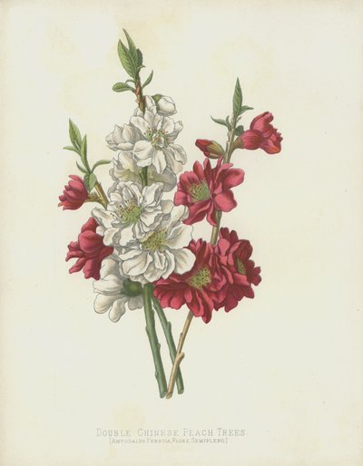 Double Chinese Peach Trees, Amygdalus Persica var. Flore Semipleno by English School